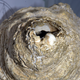 The shell’s tip has been hacked off to permit air to move through it.